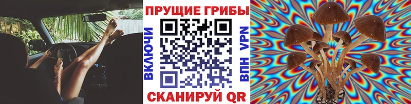 Купить где  Партизанск  Псилоцибиновые грибы Psilocybine cubensis 